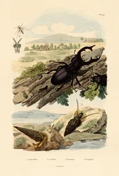 Hirschkäfer